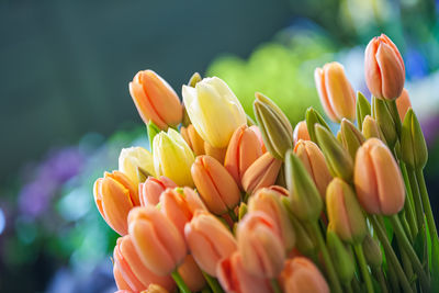 Close-up of yellow tulips