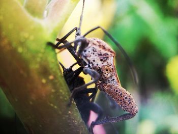 Close-up of insect on leaf