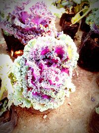 Close-up of pink flowers