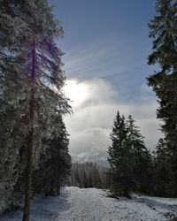 Trees on snow covered land against sky