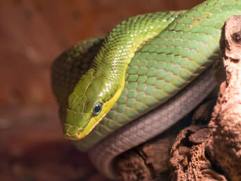 Close-up of green snake on rock