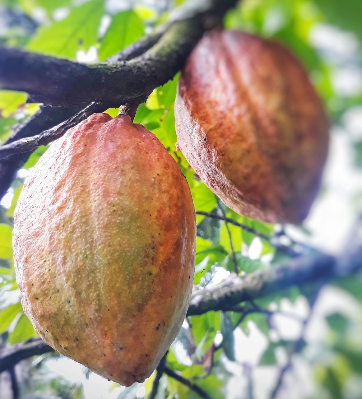 CLOSE-UP OF FRESH FRUIT ON TREE