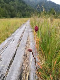 Close-up of red flower on field