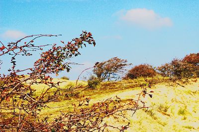 Plants on landscape against clear sky