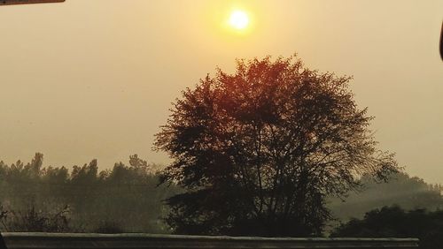 Tree against clear sky during sunset