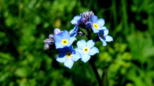 Close-up of purple flowers blooming outdoors