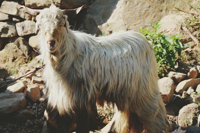 Goat standing on field against rocks