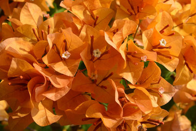 Full frame shot of orange flowering plant