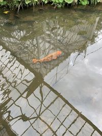 High angle view of koi carps swimming in lake