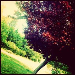 Trees growing in a park