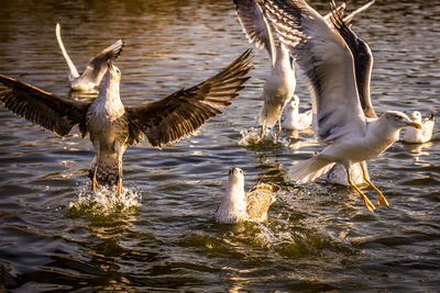 Bird flying over lake