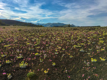 Scenic view of field against sky