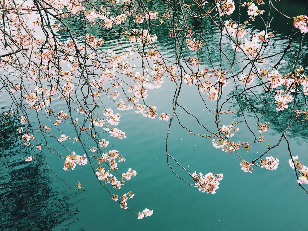 branch, tree, water, growth, leaf, nature, reflection, beauty in nature, lake, tranquility, waterfront, flower, floating on water, outdoors, day, autumn, no people, plant, twig, freshness