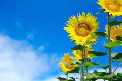 Low angle view of sunflower against blue sky