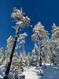 Low angle view of frozen tree against sky during winter