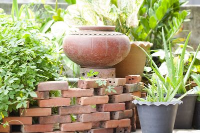 Close-up of potted plant