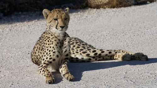 Gepard in namibia etoscha 