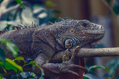 Close-up of lizard