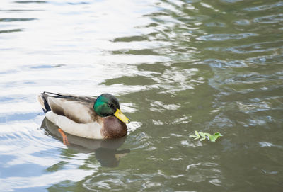 High angle view of duck swimming in lake