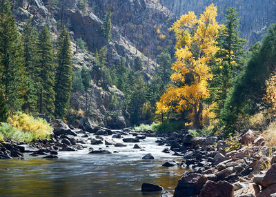 Trees and rocks in forest during autumn