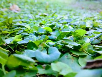 High angle view of leaves on field