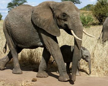 Elephant standing on field