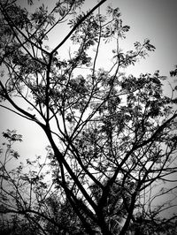 Low angle view of silhouette tree against sky