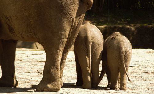 Close-up of elephants standing on field