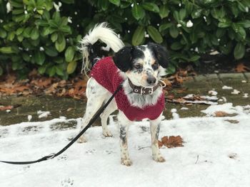 Dog standing in snow