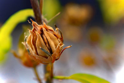 Close-up of insect on flower