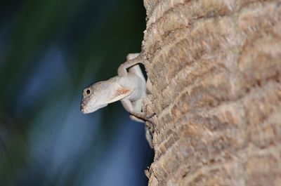 Close-up of lizard on rock