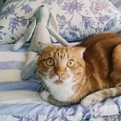 Portrait of cat lying on bed