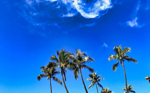 Low angle view of coconut palm tree against blue sky