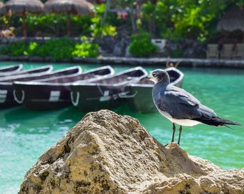 Close-up of bird perching on rock