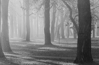 Trees in forest