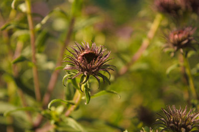 Close-up of flowering plant on field