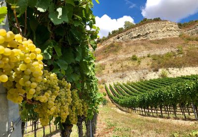 View of vineyard against clear sky