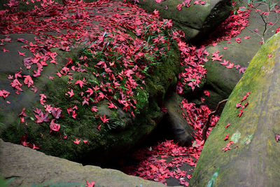 Close-up view of red leaves