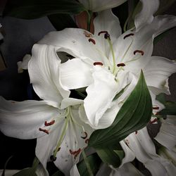 Close-up of white lily