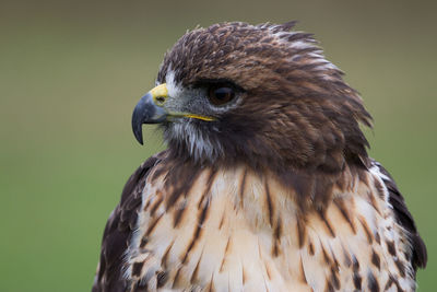 Close-up of eagle against blurred background