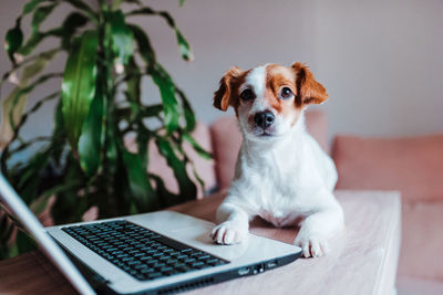 Portrait of dog sitting on table
