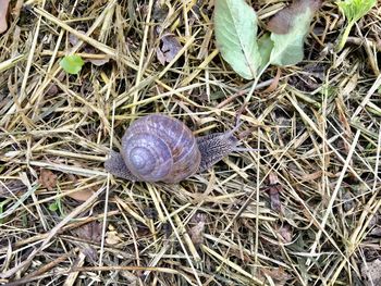 High angle view of snail on land