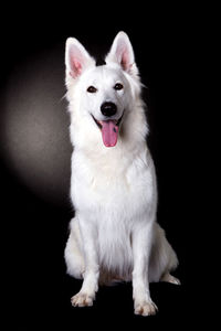 Portrait of white shepherd sticking out tongue against black background