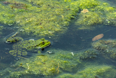 High angle view of fish swimming in sea