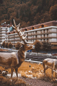 Deer on a field