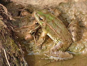 Close-up of frog in sea