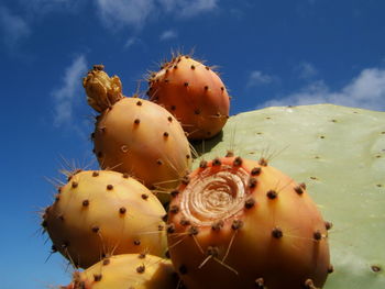 Low angle view of prickly pear cactus against sky