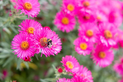 A bumblebee in summer on a pink flower collects pollen