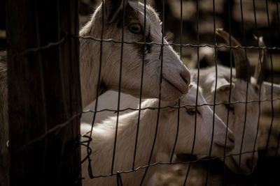 Close-up of fence in cage at zoo