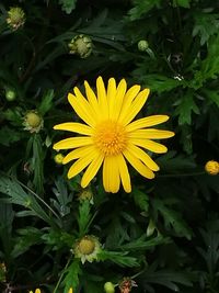 Close-up of yellow flowering plant